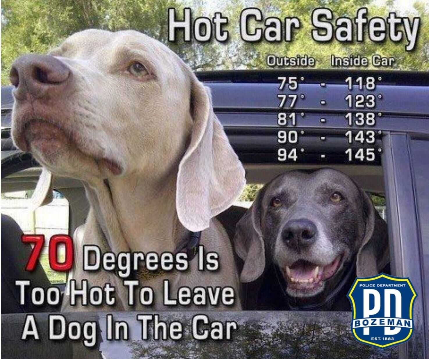 Heat wave reminder: Hot cars not safe for dogs
